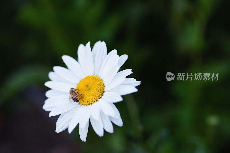 乡村生活:一朵雏菊(Leucanthemum Leucanthemum Vulgare)上面有一只蜜蜂